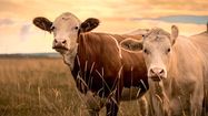 AGRI’FOIRE - Avec les Entrepreneurs de travaux agricoles des Landes